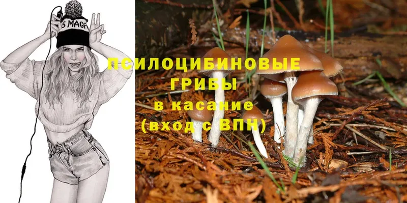 Псилоцибиновые грибы Psilocybine cubensis  где можно купить   Собинка 